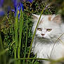 cat, fluffy, white_cat, greenery, grass, flowers, purple_flowers, outdoor, nature, pet, animal, fur, eyes, serious_expression, closeup, garden, plants, wildlife, sunlight, portrait