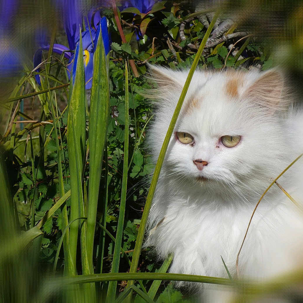 Uxiane a rejoint le concours — aidez-le/la à gagner de superbes lots ! animal, cat, closeup, eyes, flowers, fluffy, fur, garden, grass, greenery, nature, outdoor, pet, plants, portrait, purple_flowers, serious_expression, sunlight, white_cat, wildlife