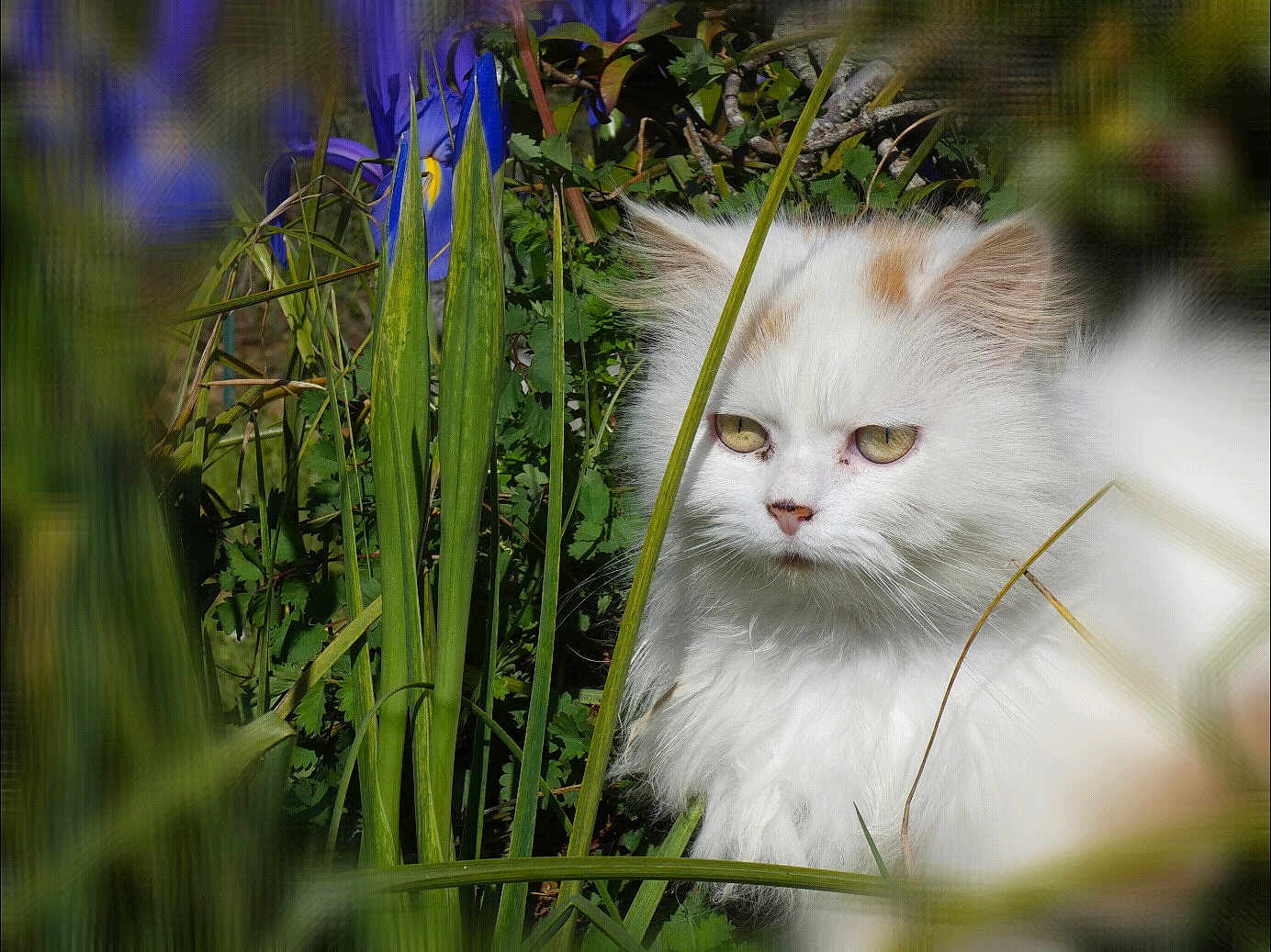 Uxiane a rejoint le concours — aidez-le/la à gagner de superbes lots ! cat, fluffy, white_cat, greenery, grass, flowers, purple_flowers, outdoor, nature, pet, animal, fur, eyes, serious_expression, closeup, garden, plants, wildlife, sunlight, portrait
