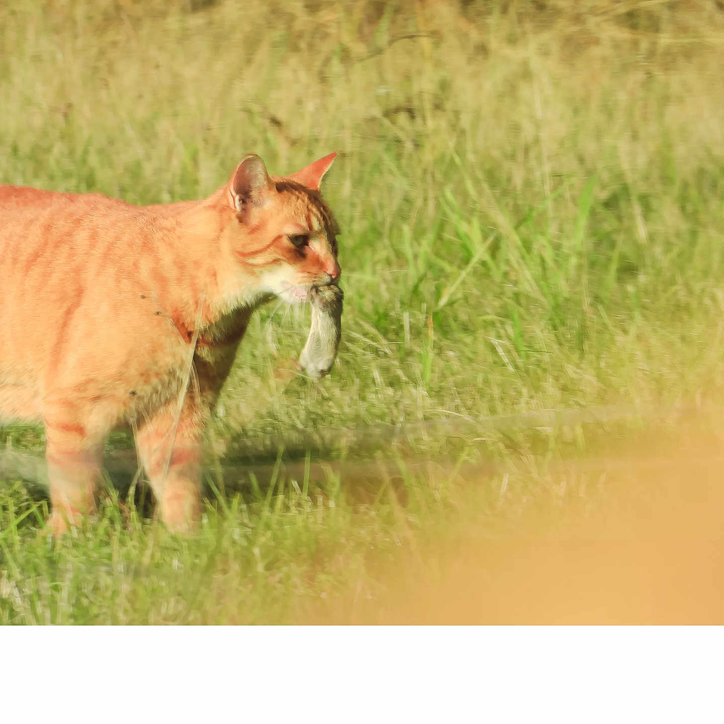 Minouth participe au concours pour gagner de l'argent avec cette photo : animal, cat, catch, closeup, daytime, field, focus, fur, ginger_cat, grass, hunting, mammal, nature, outdoor, predator, profile, rodent, sunlight, walking, wildlife