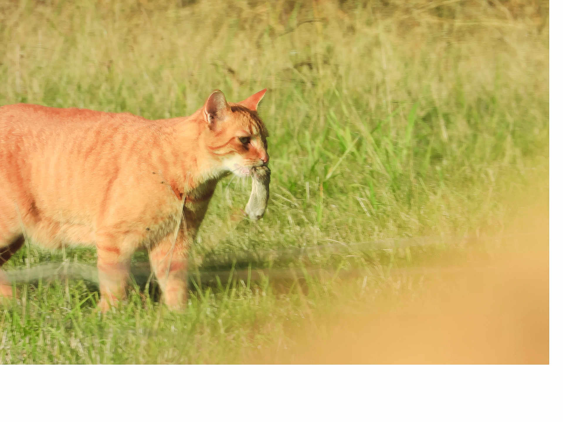 Minouth participe au concours pour gagner de l'argent avec cette photo : animal, cat, catch, closeup, daytime, field, focus, fur, ginger_cat, grass, hunting, mammal, nature, outdoor, predator, profile, rodent, sunlight, walking, wildlife