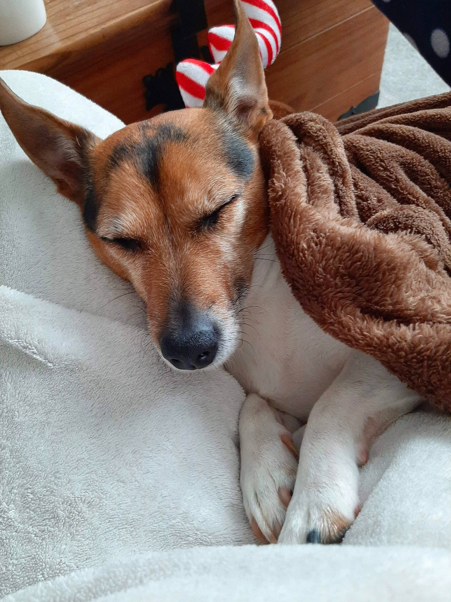 Gomette a rejoint le concours — aidez-le/la à gagner de superbes lots ! ancient_dog_breeds, basenji, canidae, carnivore, carolina_dog, companion_dog, corgi_chihuahua, dog, dog_breed, fawn, feist, fox_terrier, mammal, miniature_fox_terrier, norwegian_lundehund, rare_breed_dog, rat_terrier, teddy_roosevelt_terrier, tenterfield_terrier, vertebrate