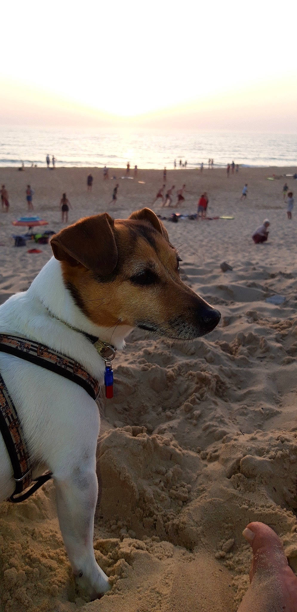 Gomette a rejoint le concours — aidez-le/la à gagner de superbes lots ! canidae, carnivore, dog, dog_breed, fawn, fox_terrier, jack_russell_terrier, mammal, potcake_dog, russell_terrier, smooth_fox_terrier, snout