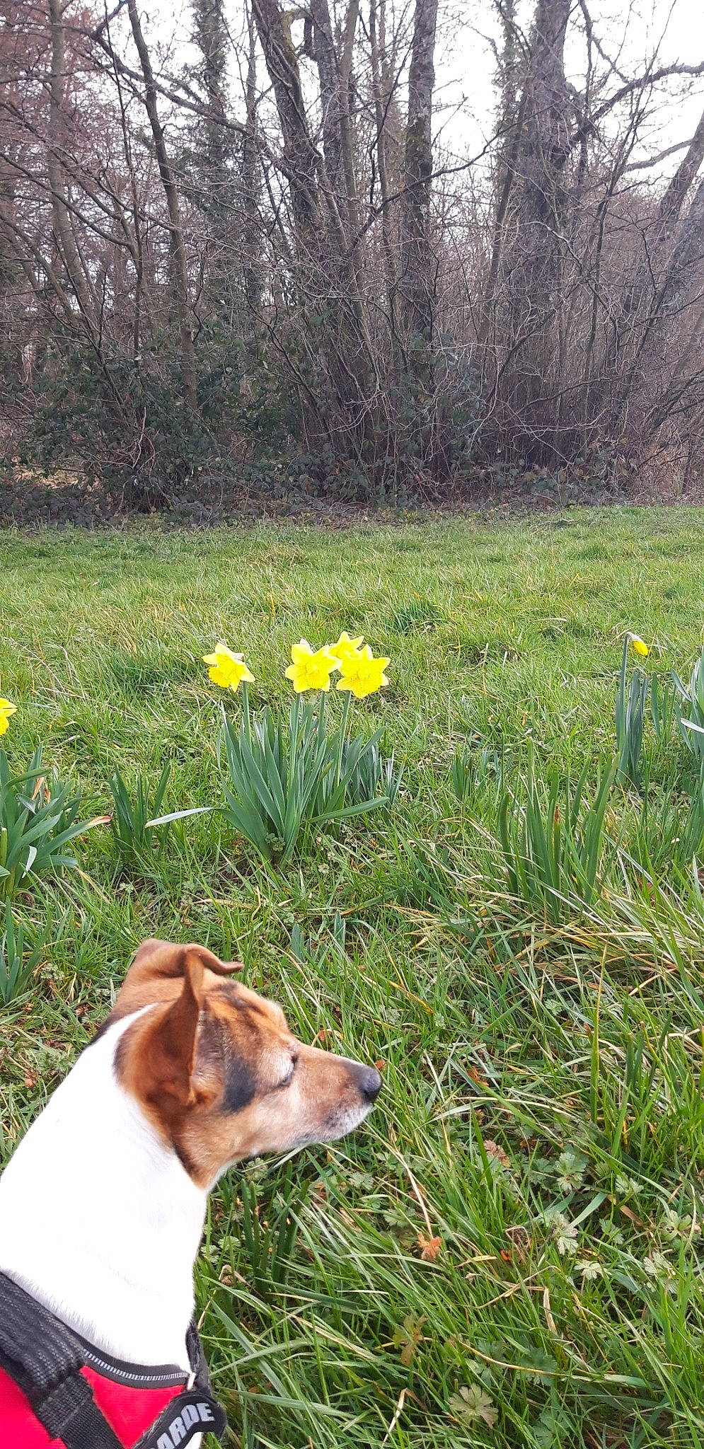 Gomette a rejoint le concours — aidez-le/la à gagner de superbes lots ! amaryllis_family, canidae, carnivore, companion_dog, dog, dog_breed, flower, grass, meadow, narcissus, plant, spring, wildflower, yellow