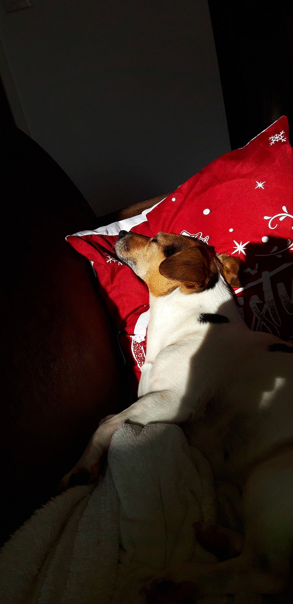 Gomette participe au concours pour gagner de l'argent avec cette photo : boston_terrier, canidae, non_sporting_group, red