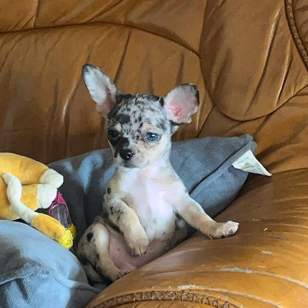 Arés participe au concours pour gagner de l'argent avec cette photo : animal, bulldog, canine, chair, couch, cushion, dog, face, frenchbulldog, furniture, head, homedecor, indoors, interiordesign, person, pet, photography, portrait, puppy, sleeping