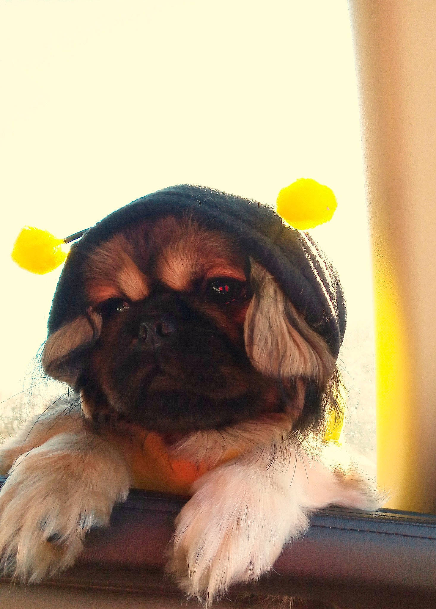 Kona is registered to the contest to win money with this photo: canidae, carnivore, companion_dog, dog, dog_breed, dog_collar, ear, eye, eyewear, fashion_accessory, fawn, fur, hat, liver, pekingese, personal_protective_equipment, snout, sporting_group, toy_dog, working_animal