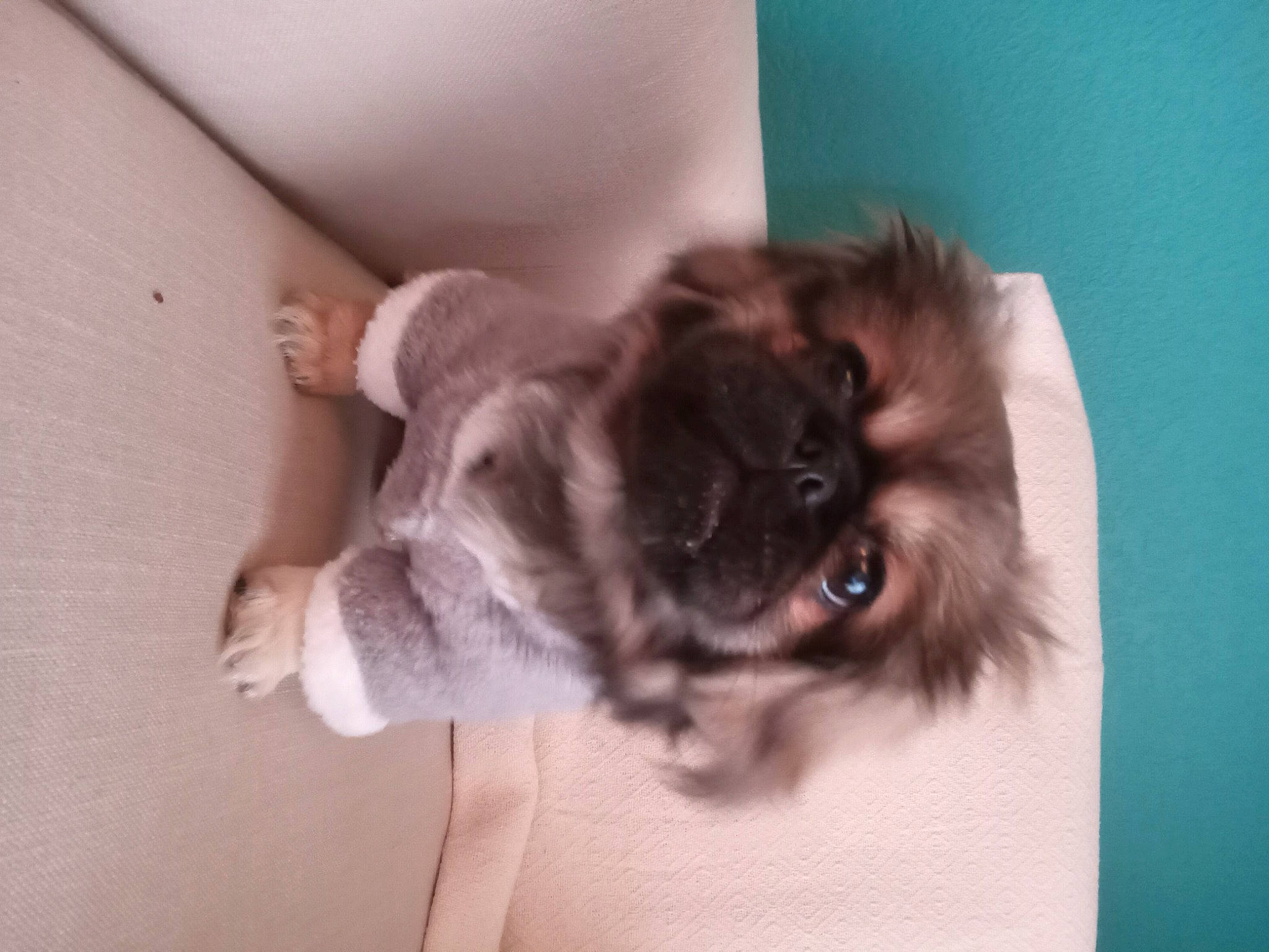 Kona is registered to the contest to win money with this photo: canidae, carnivore, companion_dog, dog, dog_breed, dog_supply, ear, fawn, fur, liver, non_sporting_group, pet_supply, puppy, snout, sporting_group, tail, toy_dog, whiskers, working_animal