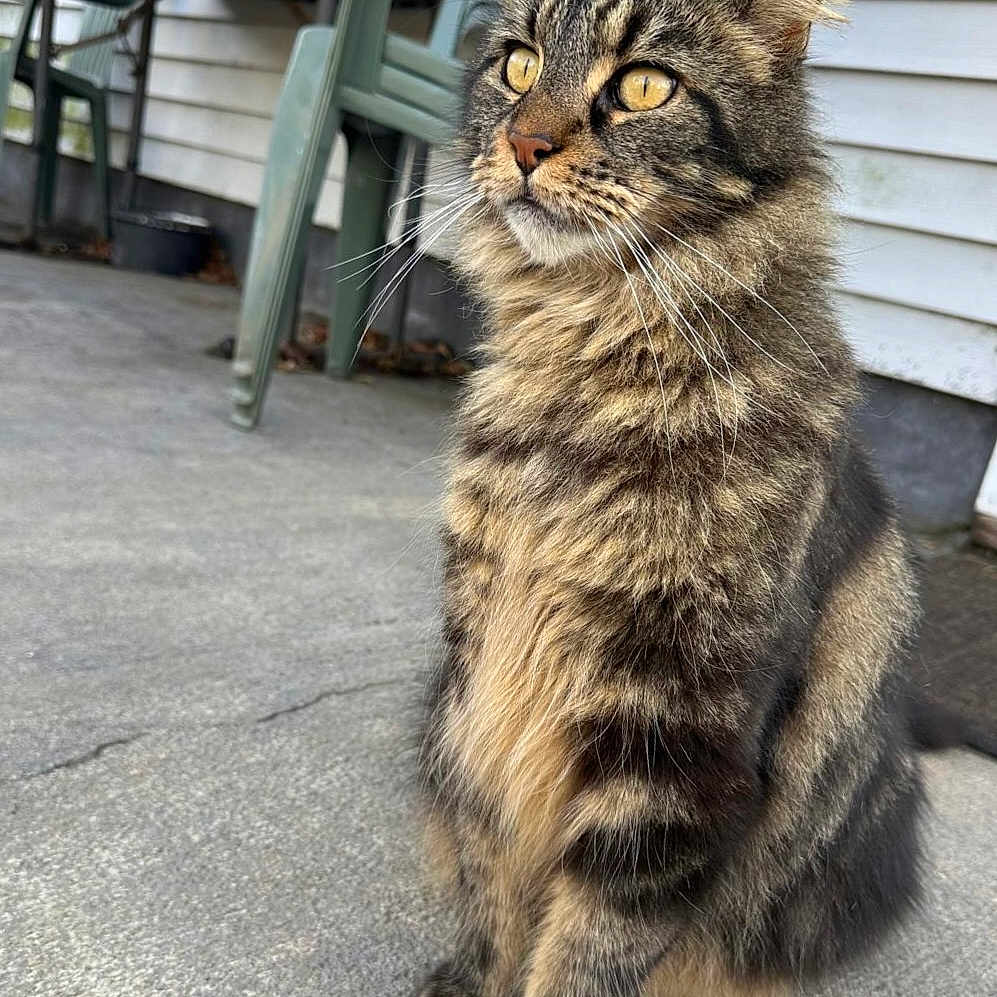 Armani