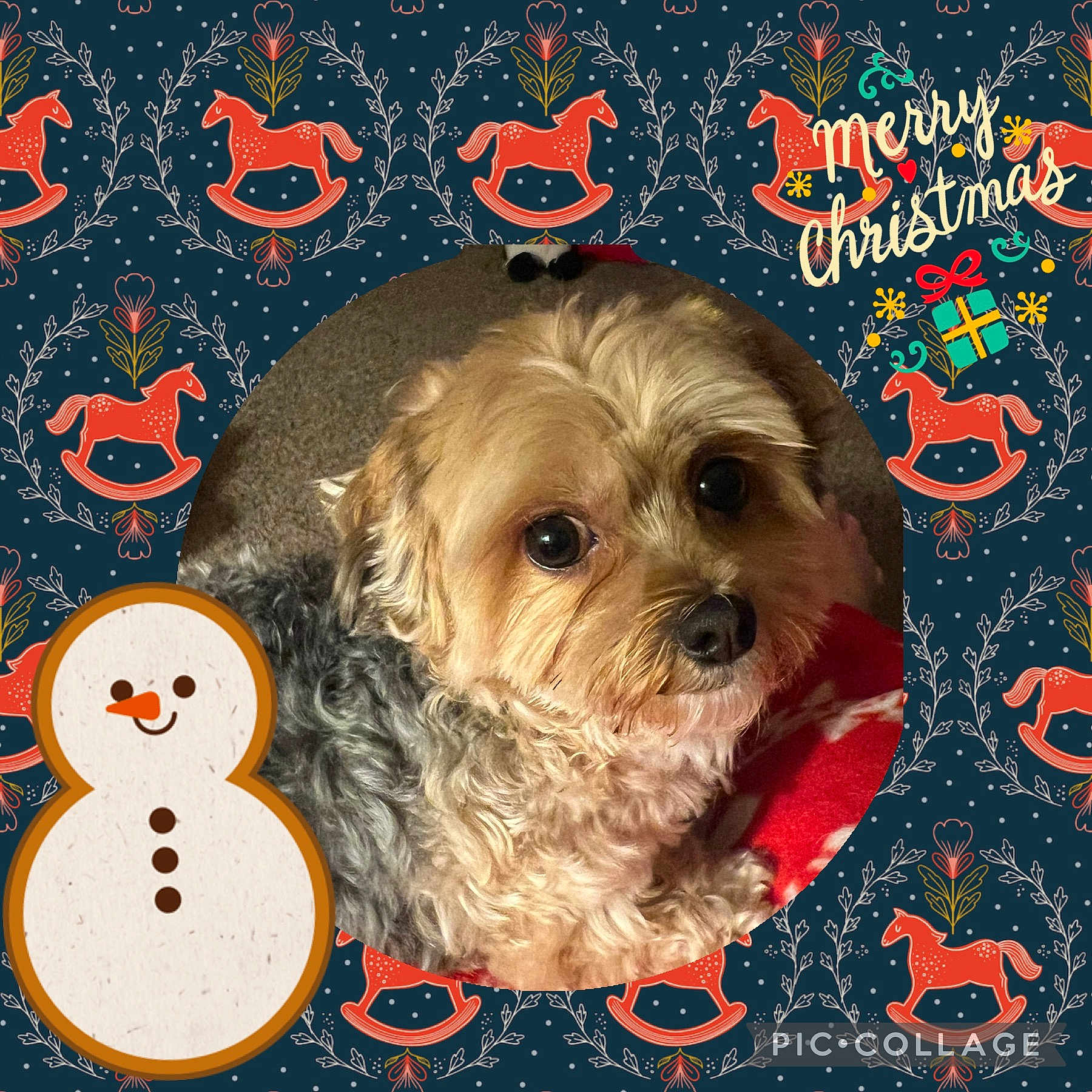 Cesar joined the competition — help win amazing prizes! animal, canine, dog, envelope, face, greetingcard, head, mail, nature, outdoors, person, pet, photography, portrait, puppy, snow, snowman, terrier, text, winter