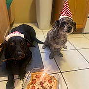Frida And Tosidoro joined the competition — help win amazing prizes! dog, black_dog, gray_dog, santa_hat, birthday_cake, candle, kitchen, tile_floor, pet_celebration, festive, holiday, birthday, pet, animal, indoor, cute, waiting, food, cake, companion