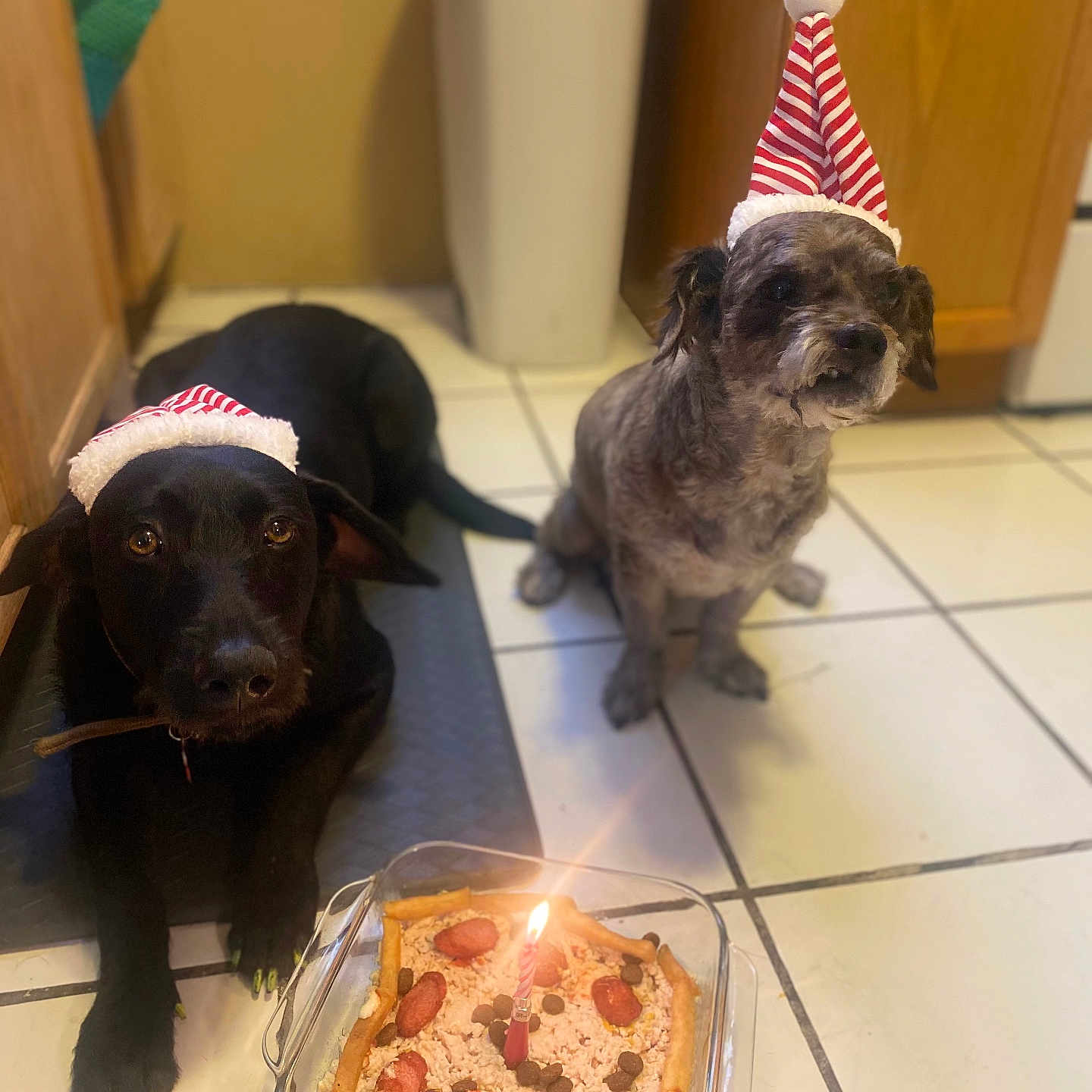 Frida And Tosidoro joined the competition — help win amazing prizes! animal, birthday, birthday_cake, black_dog, cake, candle, companion, cute, dog, festive, food, gray_dog, holiday, indoor, kitchen, pet, pet_celebration, santa_hat, tile_floor, waiting