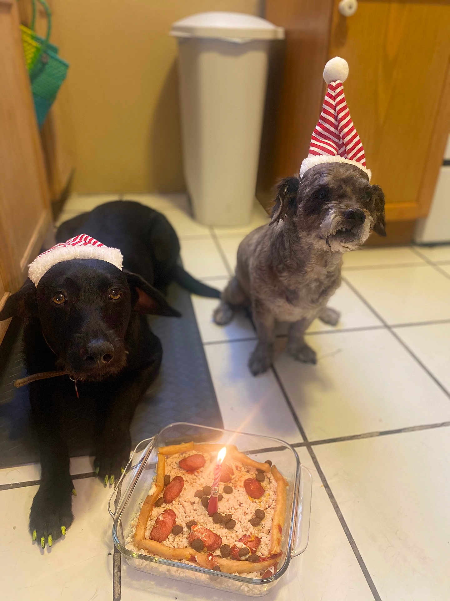 Frida And Tosidoro joined the competition — help win amazing prizes! dog, black_dog, gray_dog, santa_hat, birthday_cake, candle, kitchen, tile_floor, pet_celebration, festive, holiday, birthday, pet, animal, indoor, cute, waiting, food, cake, companion