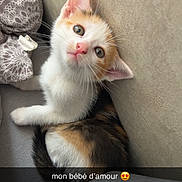 Winnie a rejoint le concours — aidez-le/la à gagner de superbes lots ! kitten, cat, calico, pet, cute, indoor, blanket, couch, wall, fur, whiskers, ears, eyes, nose, paw, resting, young, adorable, snuggle, cozy
