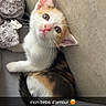kitten, cat, calico, pet, cute, indoor, blanket, couch, wall, fur, whiskers, ears, eyes, nose, paw, resting, young, adorable, snuggle, cozy