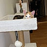 kitten, cat, calico, cat_tree, indoor, pet, curious, feline, plush, toy_ball, wooden_floor, vase, decor, hallway, home, animal, cute, fur, ears, resting