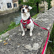 Pongo a rejoint le concours — aidez-le/la à gagner de superbes lots ! dog, pet, leash, harness, outdoor, river, water, stone, ledge, building, tree, greenery, nature, animal, canine, sitting, scenic, daylight, cute, small_dog