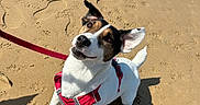 Pongo participe au concours pour gagner de l'argent avec cette photo : dog, beach, sand, water, leash, harness, pet, animal, outdoor, sunlight, playful, cute, small_dog, ears, white_fur, brown_fur, shadow, paw_prints, seafoam, summer