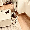 Pongo participe au concours pour gagner de l'argent avec cette photo : dog, living_room, rug, coffee_table, remote_control, television, wooden_floor, modern, interior, pet, relaxed, furniture, window, natural_light, cable, heater, decor, small_dog, casual, indoor