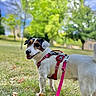 Pongo participe au concours pour gagner de l'argent avec cette photo : dog, canine, pet, harness, leash, outdoor, grass, park, trees, nature, daytime, happy, smiling, walking, animal, white_fur, black_and_brown_spots, playful, summer, sunny