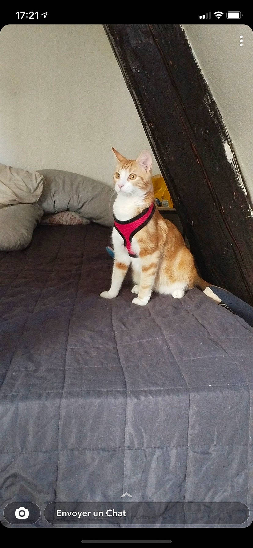 Pablo a rejoint le concours — aidez-le/la à gagner de superbes lots ! canidae, carnivore, cat, collar, comfort, companion_dog, couch, dog_breed, domestic_short_haired_cat, fawn, felidae, flooring, fur, hardwood, human_leg, paw, small_to_medium_sized_cats, tail, whiskers, wood