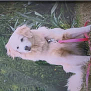 Chloe is registered to the contest to win money with this photo: animal, blurred, canine, companion, cute, dog, domestic_animal, friendly, fur, golden_retriever, grass, greenery, leash, mammal, nature, outdoor, park, pet, pink_leash, sitting