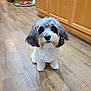 Snickers joined the competition — help win amazing prizes! adorable, animal, cabinets, companion, cute, dog, domestic, flooring, fluffy, fur, gray_fur, indoor, kitchen, looking_up, pet, puppy, sitting, small_dog, white_fur, wooden_floor