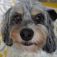Snickers is registered to the contest to win money with this photo: animal, bed, black_nose, brown_eyes, close_up, companion, curious, cute, dog, domestic, fluffy, friendly, fur, gray_fur, indoors, pet, pillow, portrait, snout, white_fur