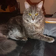 Marley is registered to the contest to win money with this photo: cat, gray_cat, fluffy, yellow_eyes, pet, animal, indoor, towel, papers, relaxed, lying_down, feline, whiskers, tail, fur, close_up, domestic_animal, looking_at_camera, soft_texture, calm