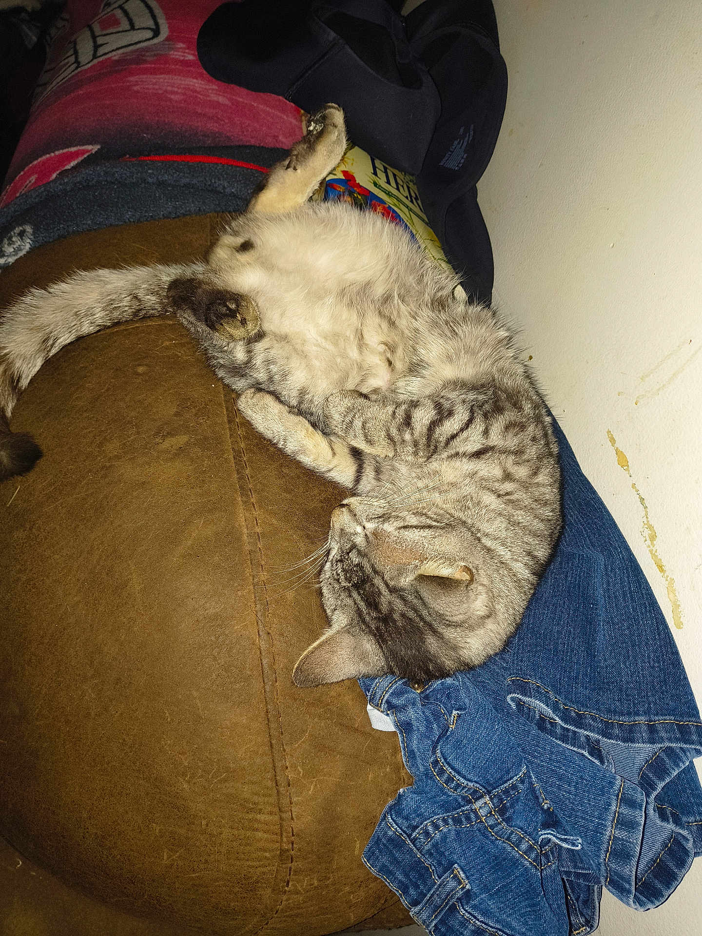 Little Grey joined the competition — help win amazing prizes! cat, tabby_cat, sleeping, couch, brown_couch, jeans, clothing, blanket, indoor, pet, feline, fur, whiskers, relaxed, resting, domestic_animal, striped, cozy, nap, home