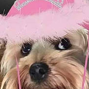 Nina a rejoint le concours — aidez-le/la à gagner de superbes lots ! dog, pet, animal, cute, hat, pink, fluffy, face, portrait, indoor, fur, collar, closeup, adorable, costume, accessory, small_dog, expression, domestic_animal, headwear