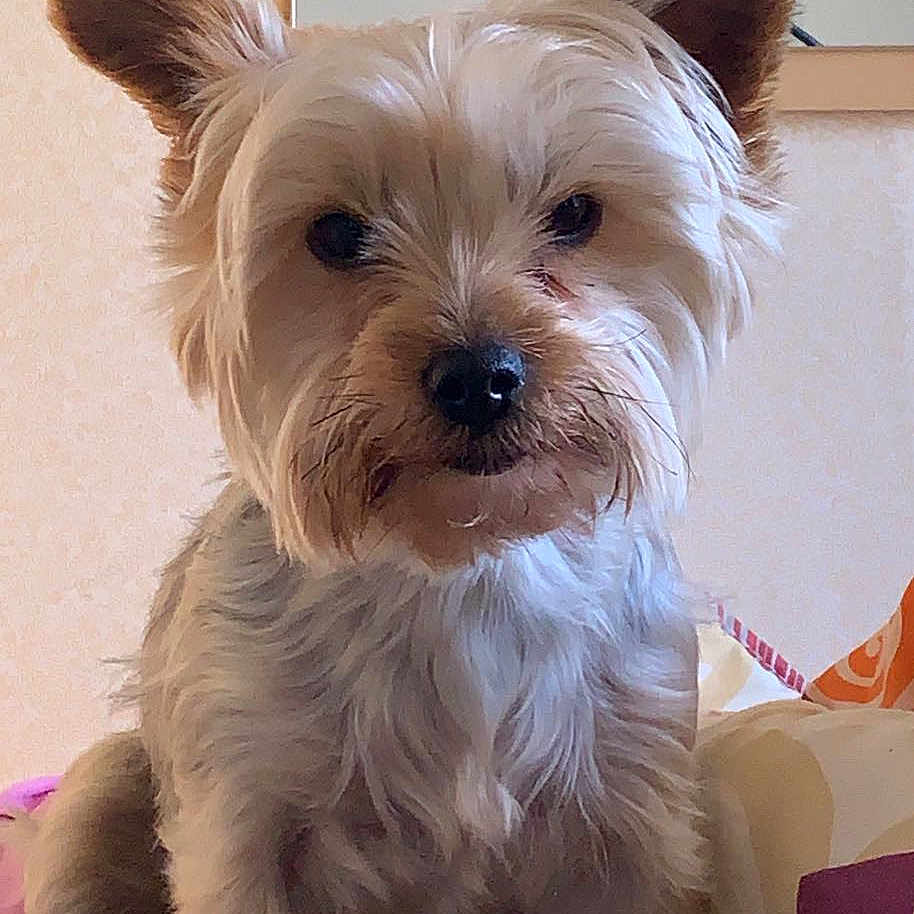 Nina a rejoint le concours — aidez-le/la à gagner de superbes lots ! animal, bed, blanket, cabinet, canine, cozy, cute, dog, domestic, ears, face, fur, fur_texture, indoor, looking, mirror, pet, pillow, sitting, small_dog