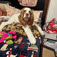 Bailey is registered to the contest to win money with this photo: dog, bed, pillow, blanket, plush_toy, indoor, pet, canine, fur, resting, decor, fabric, stuffed_animal, colorful, home, comfort, toy, animal, cozy, sleeping_area