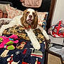 dog, bed, pillow, blanket, plush_toy, indoor, pet, canine, fur, resting, decor, fabric, stuffed_animal, colorful, home, comfort, toy, animal, cozy, sleeping_area