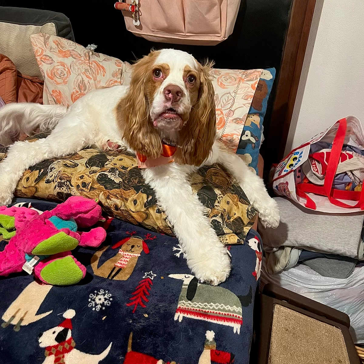 Bailey is registered to the contest to win money with this photo: animal, bed, blanket, canine, colorful, comfort, cozy, decor, dog, fabric, fur, home, indoor, pet, pillow, plush_toy, resting, sleeping_area, stuffed_animal, toy