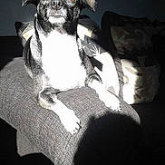 Luna joined the competition — help win amazing prizes! dog, black_and_white, couch, sunlight, shadow, indoor, pet, relaxing, furniture, animal, portrait, small_dog, ears, nose, paws, fur, home, cozy, resting, bright_light