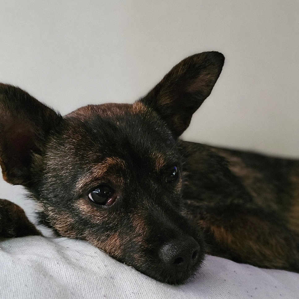 Lucy joined the competition — help win amazing prizes! animal, bulldog, canine, chihuahua, couch, dog, frenchbulldog, furniture, germanshepherd, hound, husky, labradorretriever, person, pet, puppy, sleeping, snout, terrier, whitedog