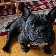 Fifi joined the competition — help win amazing prizes! dog, french_bulldog, black_dog, pet, indoor, wooden_floor, rug, patterned_rug, ears, tongue, animal, companion, looking_up, curious, cute, domestic, flooring, portrait, one_dog, canine