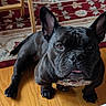 animal, black_dog, canine, companion, curious, cute, dog, domestic, ears, flooring, french_bulldog, indoor, looking_up, one_dog, patterned_rug, pet, portrait, rug, tongue, wooden_floor