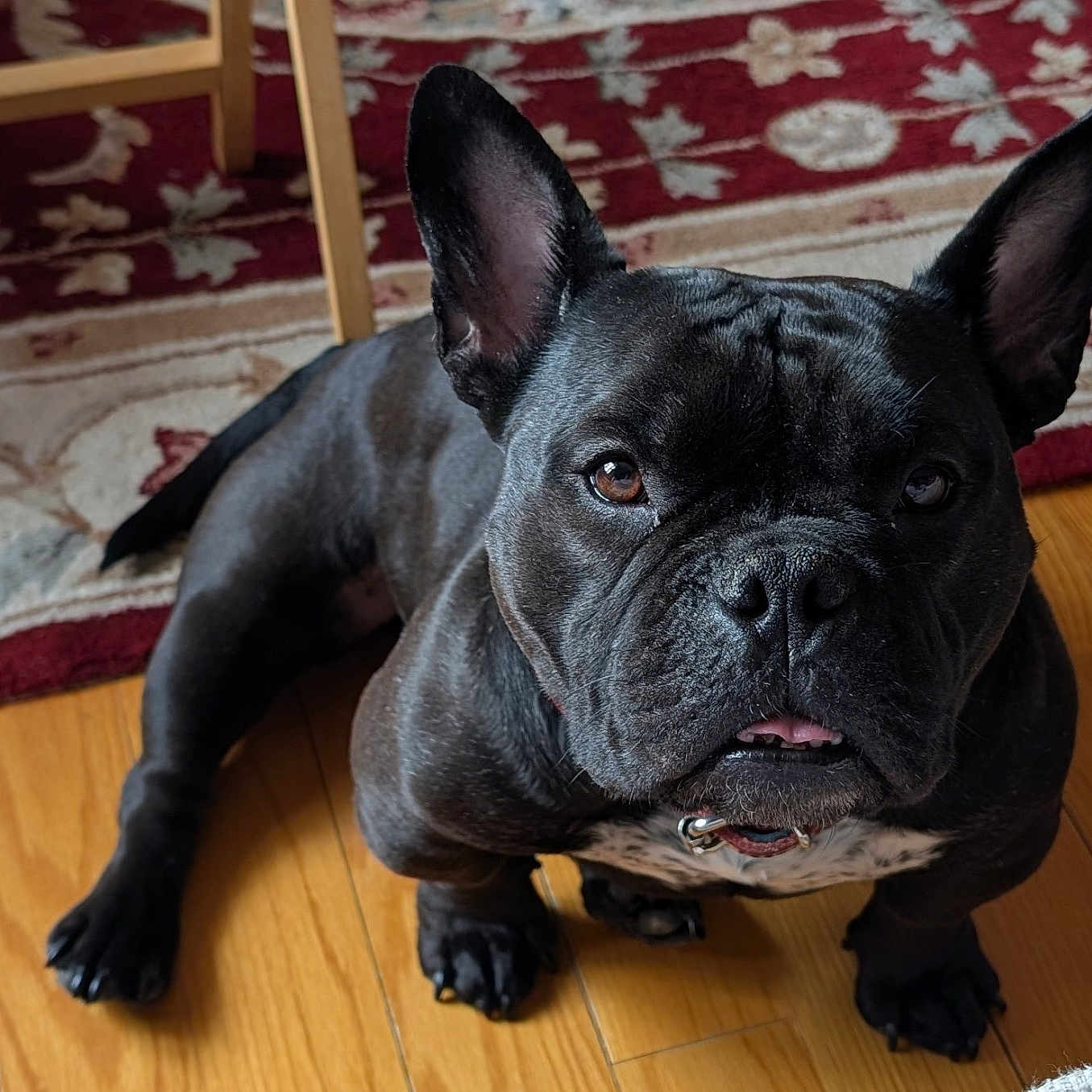Fifi joined the competition — help win amazing prizes! dog, french_bulldog, black_dog, pet, indoor, wooden_floor, rug, patterned_rug, ears, tongue, animal, companion, looking_up, curious, cute, domestic, flooring, portrait, one_dog, canine