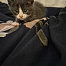 Franky joined the competition — help win amazing prizes! animal, blanket, cat, closeup, cozy, curious, cute, dark, ears, eyes, feline, fur, indoor, kitten, pet, portrait, small, soft, whiskers, young