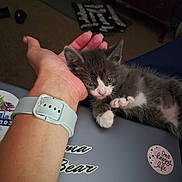 Franky is registered to the contest to win money with this photo: animal, carpet, cat, close_up, curious, cute, domestic, fur, furniture, gray_and_white, hand, indoor, kitten, laptop, pet, relaxing, resting, small, sticker, wristwatch