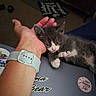 kitten, gray_and_white, cat, hand, wristwatch, laptop, sticker, indoor, carpet, furniture, pet, cute, small, fur, relaxing, animal, domestic, curious, close_up, resting