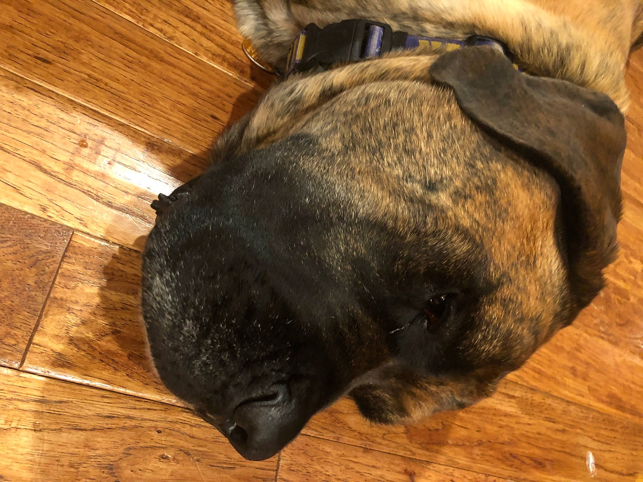 Oscar joined the competition — help win amazing prizes! canidae, dog_breed, fawn, fur, puppy, snout, sporting_group, wood