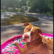 Nova Lee joined the competition — help win amazing prizes! animal, blanket, brown_dog, canine, collar, curious, daylight, dog, floral_pattern, greenery, lying_down, nature, outdoor, pet, pink_blanket, pond, relaxed, summer, sunny, white_markings