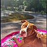 animal, blanket, brown_dog, canine, collar, curious, daylight, dog, floral_pattern, greenery, lying_down, nature, outdoor, pet, pink_blanket, pond, relaxed, summer, sunny, white_markings