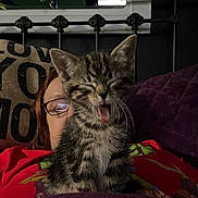 Igrain joined the competition — help win amazing prizes! accessories, adult, animal, bed, bedroom, cat, couch, cushion, face, furniture, glasses, head, homedecor, indoors, kitten, person, pet, photography, portrait, room