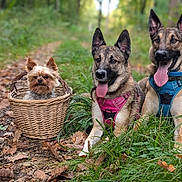 Tahlia a rejoint le concours — aidez-le/la à gagner de superbes lots ! dog, dogs, small_dog, wicker_basket, forest, path, grass, leaves, outdoor, nature, greenery, canine, pet, animal, happy, panting, harness, ears_up, tongue_out, three_dogs
