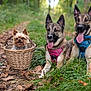 dog, dogs, small_dog, wicker_basket, forest, path, grass, leaves, outdoor, nature, greenery, canine, pet, animal, happy, panting, harness, ears_up, tongue_out, three_dogs