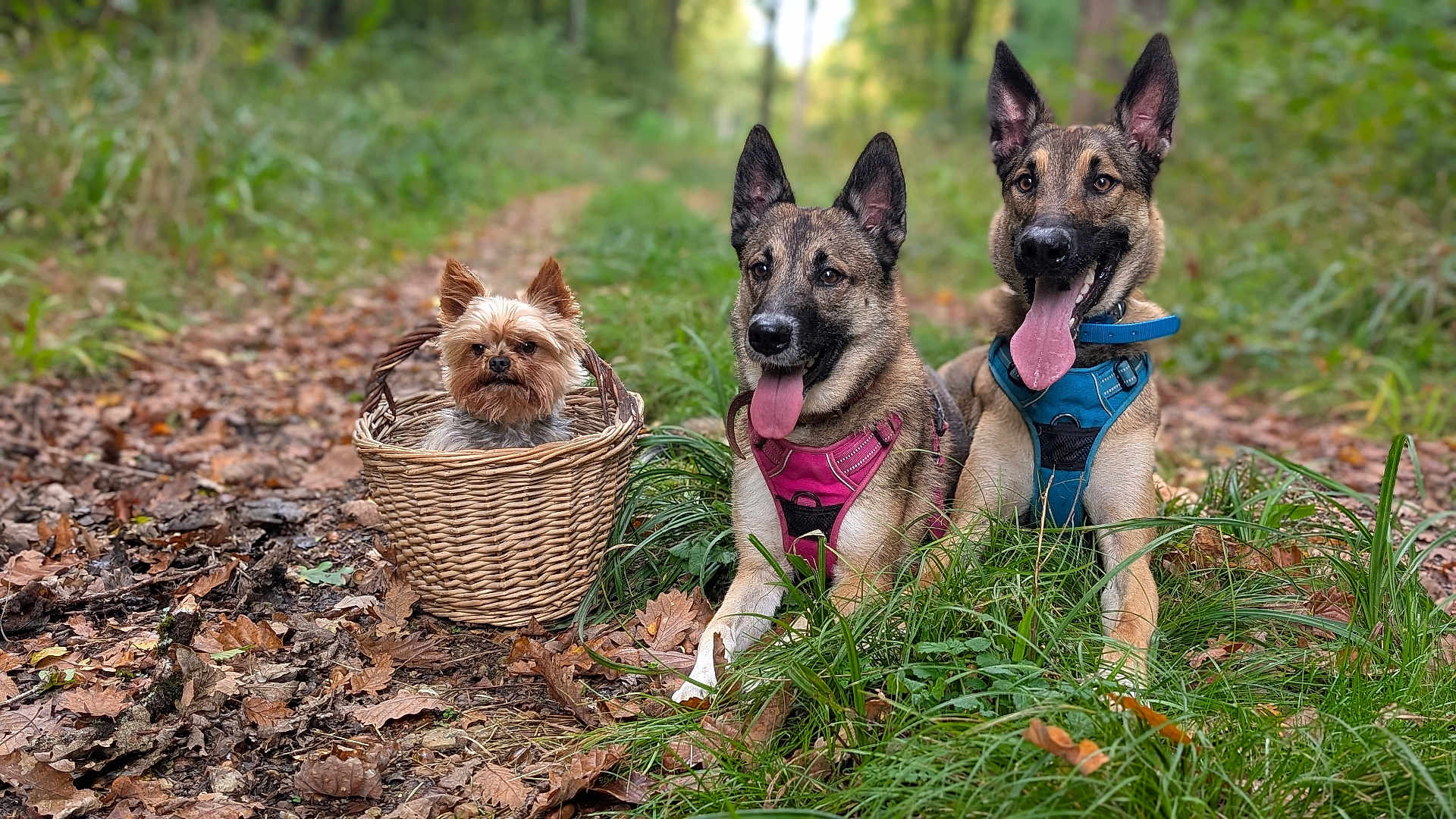 Tahlia a rejoint le concours — aidez-le/la à gagner de superbes lots ! dog, dogs, small_dog, wicker_basket, forest, path, grass, leaves, outdoor, nature, greenery, canine, pet, animal, happy, panting, harness, ears_up, tongue_out, three_dogs